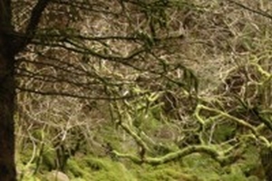 2015 V - Llyn Crafnant